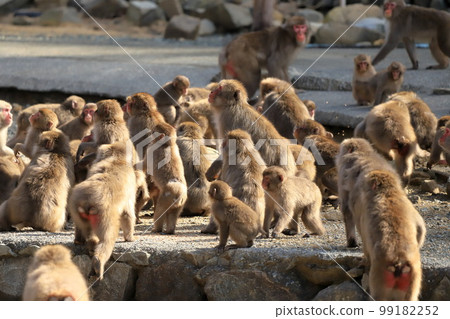 Wild Japanese monkeys Hagachizaki, Minamiizu Town, Shizuoka Prefecture 99182252