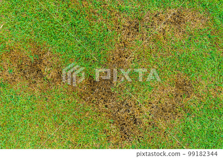 A patch is caused by the destruction of fungus Rhizoctonia Solani grass leaf change from green to dead brown in a circle lawn texture background dead dry grass. Dead grass of the nature background. 99182344