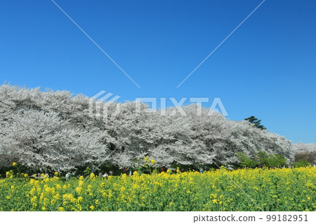 Sakura Gongendo cherry blossoms and rape blossoms 99182951