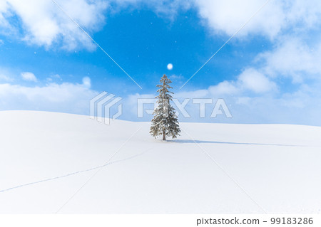 A Christmas tree, a spectacular winter landscape, Biei, Hokkaido 99183286