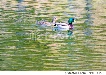 A mallard duck happily swimming in the water A mallard duck happily swimming in the water 99183459