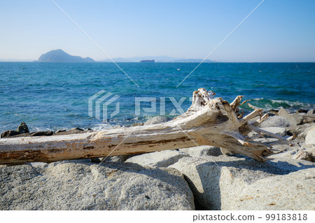 Driftwood washed up on Cape Irago 99183818