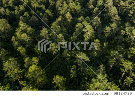 Top of trees looking down from drone Top of trees looking down from drone 99184789