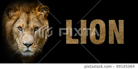 Portrait of lion with a name on a dark background. The text is from her fur Portrait of lion with a name on a dark background. The text is from her fur 99185064