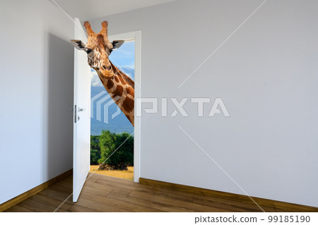 Giraffe entering a door. Animal watching from a wall 99185190