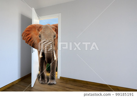 Elephants entering a door. Animal watching from a wall Elephants entering a door. Animal watching from a wall 99185191