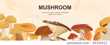 Mushrooms horizontal web banner. Cep, boletus, chanterelle, honey agaric, champignon, russule and other autumn forest harvest. Vector illustration for header website, cover templates in modern design Mushrooms horizontal web banner. Cep, boletus, chanterelle, honey agaric, champignon, russule and other autumn forest harvest. Vector illustration for header website, cover templates in modern design 99185612