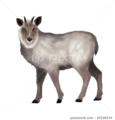 羚羊圖 羚羊圖 99186934