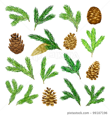 Pine Green Needle Branch and Cones Big Vector Set-插圖素材 [99187196] - PIXTA圖庫