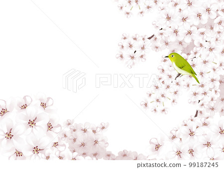 Illustration of cherry blossoms in full bloom and Japanese white-eye Illustration of cherry blossoms in full bloom and Japanese white-eye 99187245