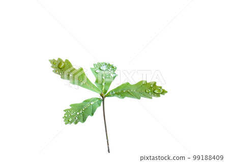 oak sprout oak sprout 99188409