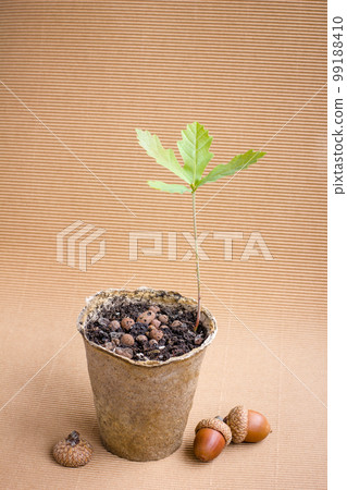 oak sprout oak sprout 99188410