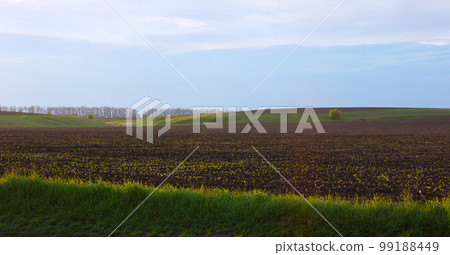 Field with sprouts Field with sprouts 99188449