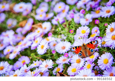 Butterfly Butterfly 99188502