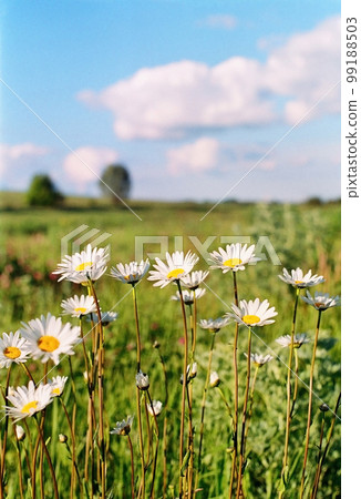 Camomile meadow Camomile meadow 99188503
