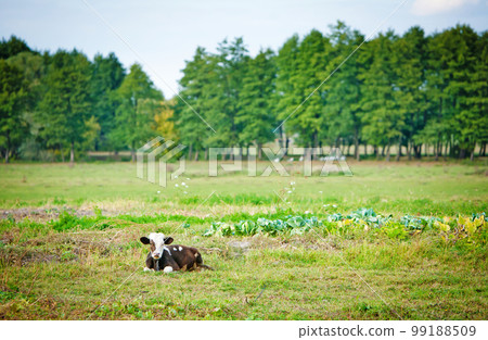 cow on field 99188509