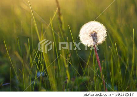 Dandelion in a meadow 99188517