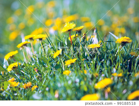 Dandelions Dandelions 99188518