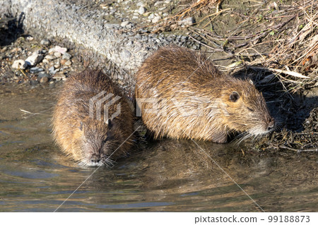 Two nutria resting on the river bank 99188873