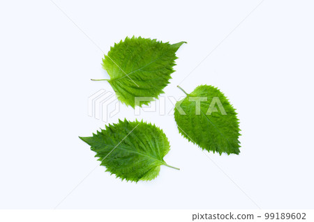 Green Shiso or oba leaves on white background. Green Shiso or oba leaves on white background. 99189602