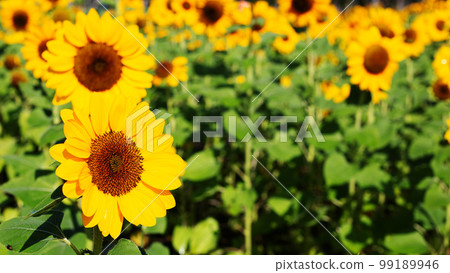 Sunflower field, Beautiful summer landscape. Sunflower field, Beautiful summer landscape. 99189946