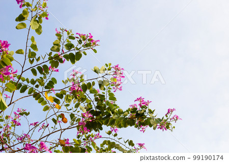 Bauhinia purpurea tree with pink flower 99190174