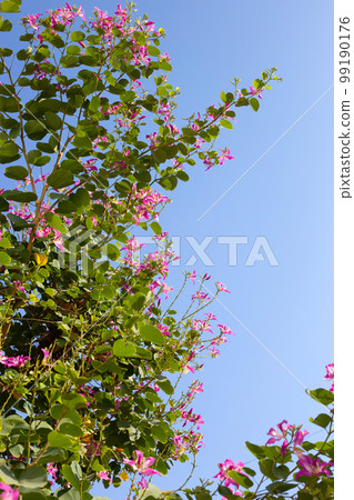 Bauhinia purpurea tree with pink flower 99190176