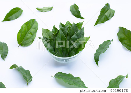 Fresh tiliacora triandra green leaves Fresh tiliacora triandra green leaves 99190178