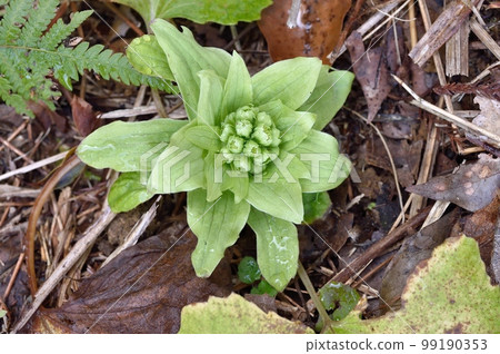 蜂斗菜芽花 99190353