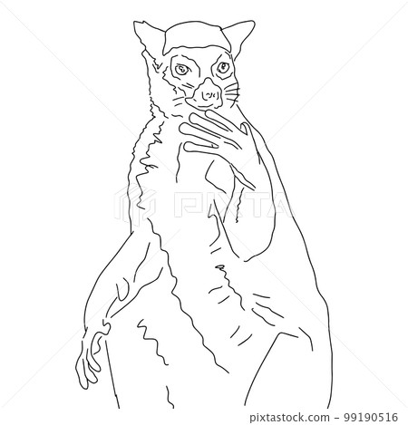 sketch of lemur  99190516