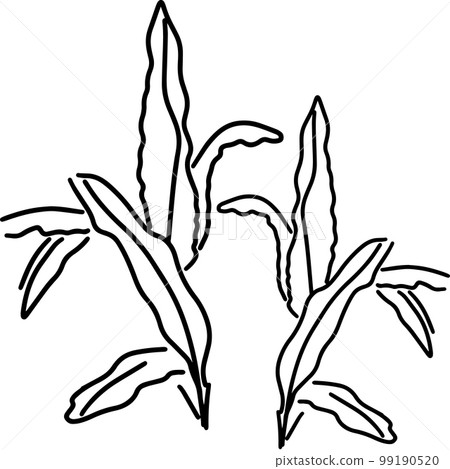 sketch of minimal leaves of palm sketch of minimal leaves of palm 99190520