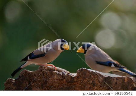 Ikaru Ikaru 99190542