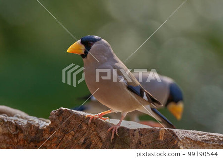 Ikaru Ikaru 99190544