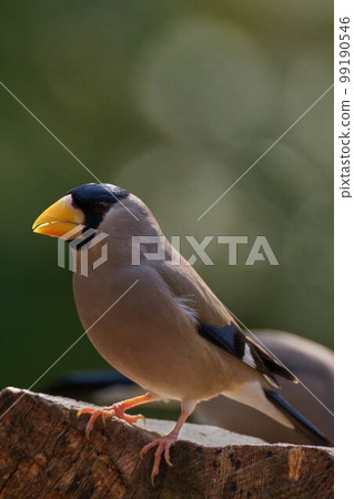 Ikaru Ikaru 99190546