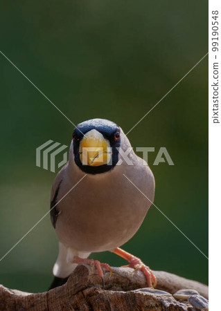 Ikaru Ikaru 99190548