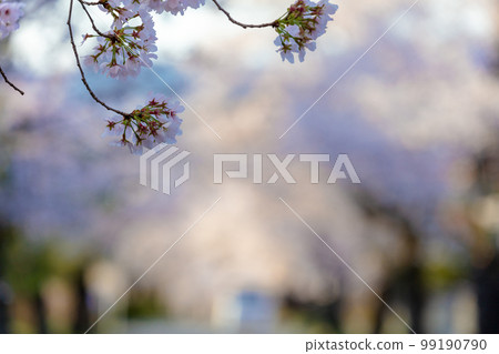 Nagaku no Kita Sakura 99190790