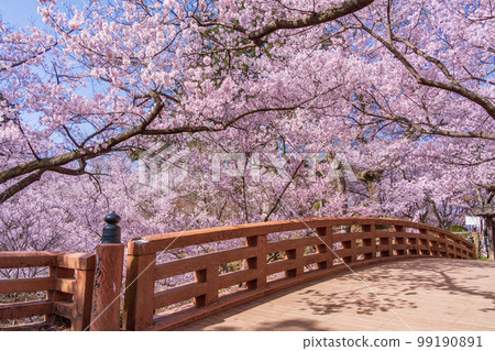 （長野縣）高遠城跡公園、櫻雲橋、櫻花盛開 99190891