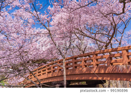 （長野縣）高遠城跡公園、櫻雲橋、櫻花盛開 99190896