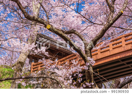 (Nagano Prefecture) Takato Castle Ruins Park, Sakuraunkyo Bridge, Toyamon Cherry Blossoms in Full Bloom 99190930