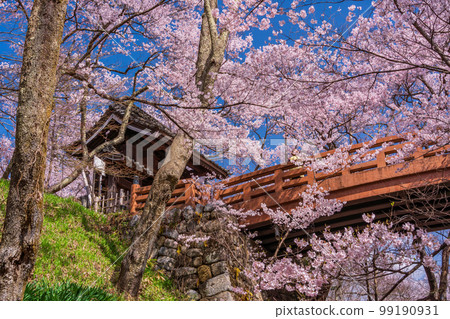 (長野縣)高遠城址公園、櫻雲峽、洞爺門櫻花盛開 (長野縣)高遠城址公園、櫻雲峽、洞爺門櫻花盛開 99190931