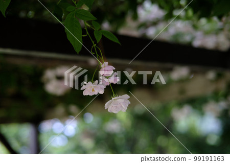 A branch of pink roses hanging from a shelf 99191163