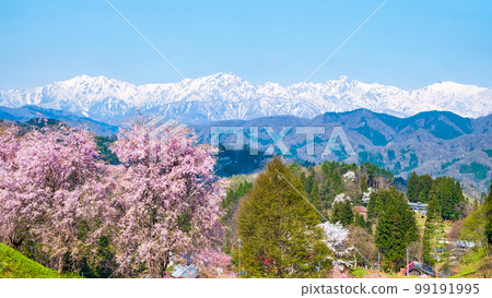 Spring in Ogawa Village, Shinshu (cherry blossoms and the Northern Alps) 99191995