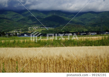 日本秋景:藍天、山川、稻田 日本秋景:藍天、山川、稻田 99192191