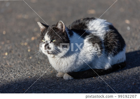 A black and white tabby cat relaxing and lying down A black and white tabby cat relaxing and lying down 99192207