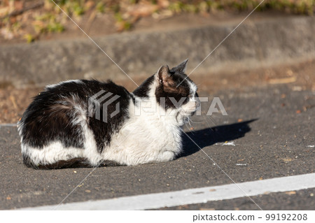 A black and white tabby cat relaxing and lying down 99192208