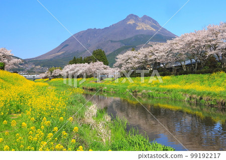 Field of rape blossoms and Mt. Yufu (image of Yufuin in spring) 99192217