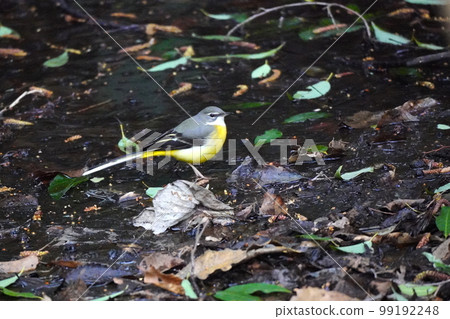 beautiful gray wagtail beautiful gray wagtail 99192248