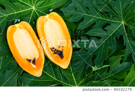 Papaya fruit on green leaves Papaya fruit on green leaves 99192279