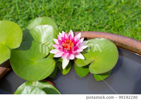 Beautiful blooming Nymphaea, pink red lotus flower with leaves, Water lily pot 99192280