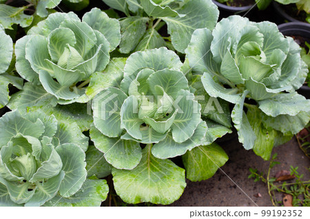 Gren cabbages growing in pots 99192352